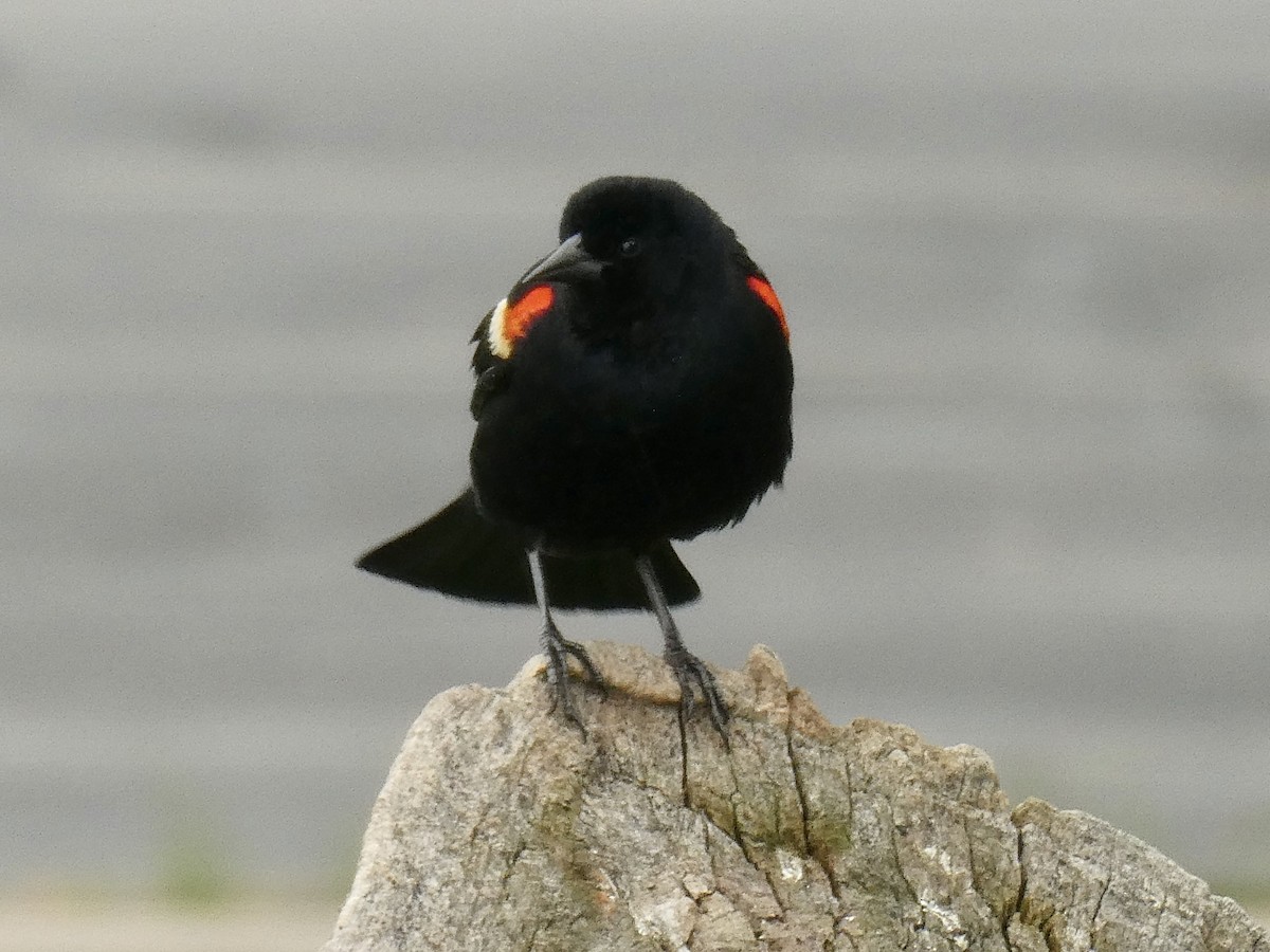 Red-winged Blackbird - ML618882002