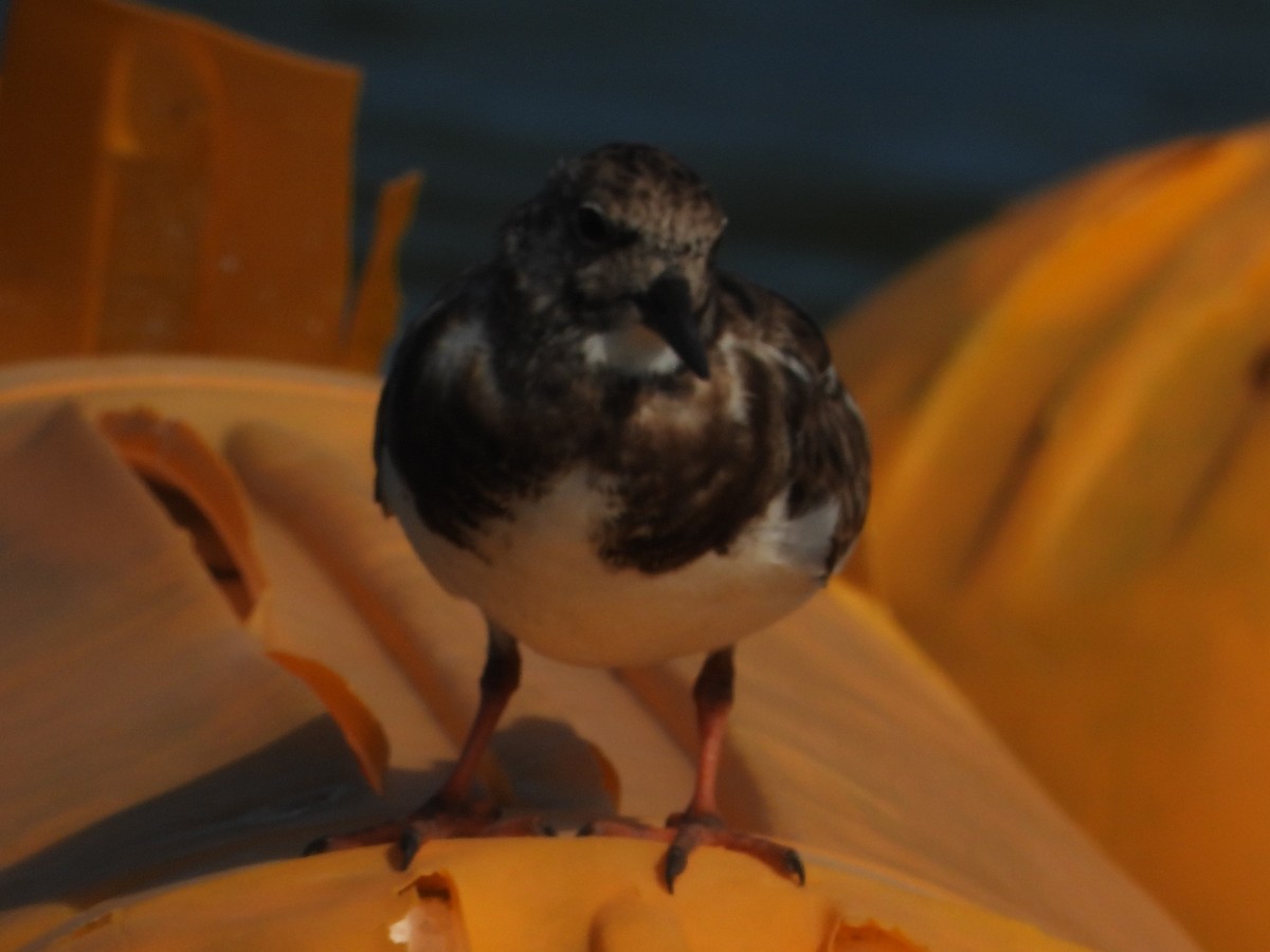 Ruddy Turnstone - ML618882003