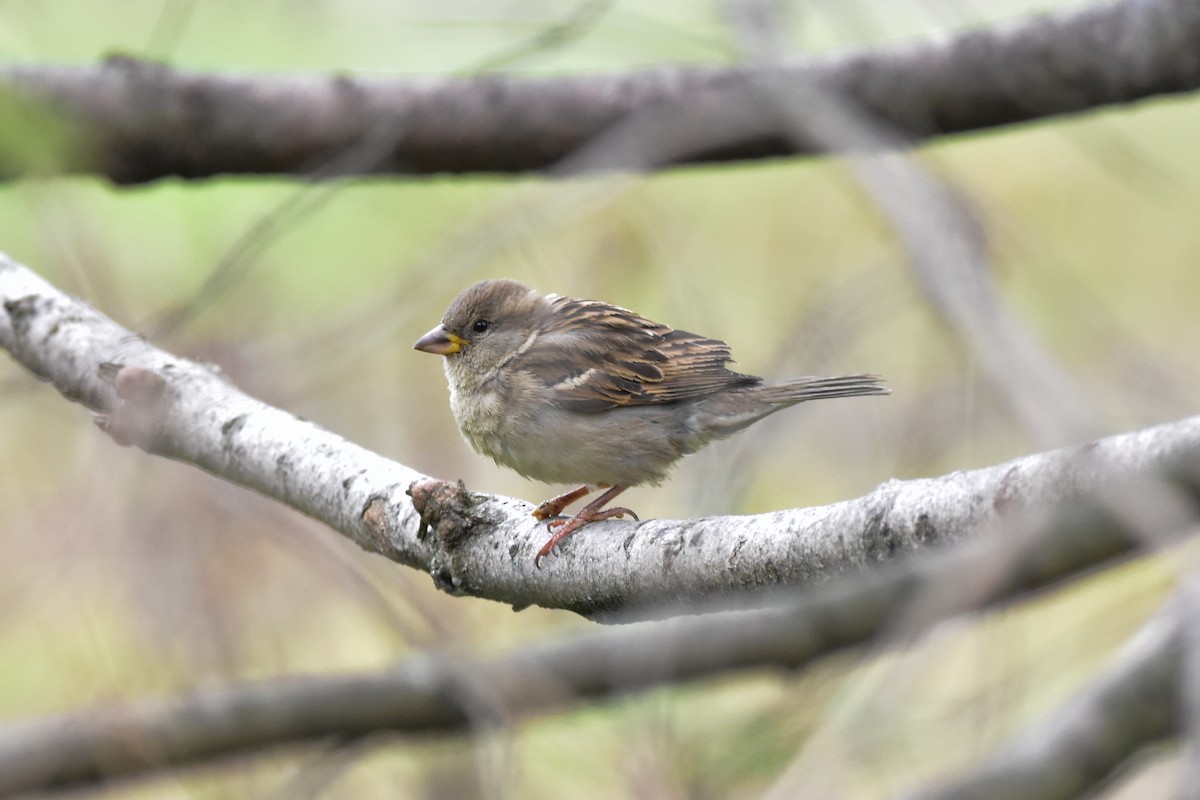 House Sparrow - Vitaly Muravev