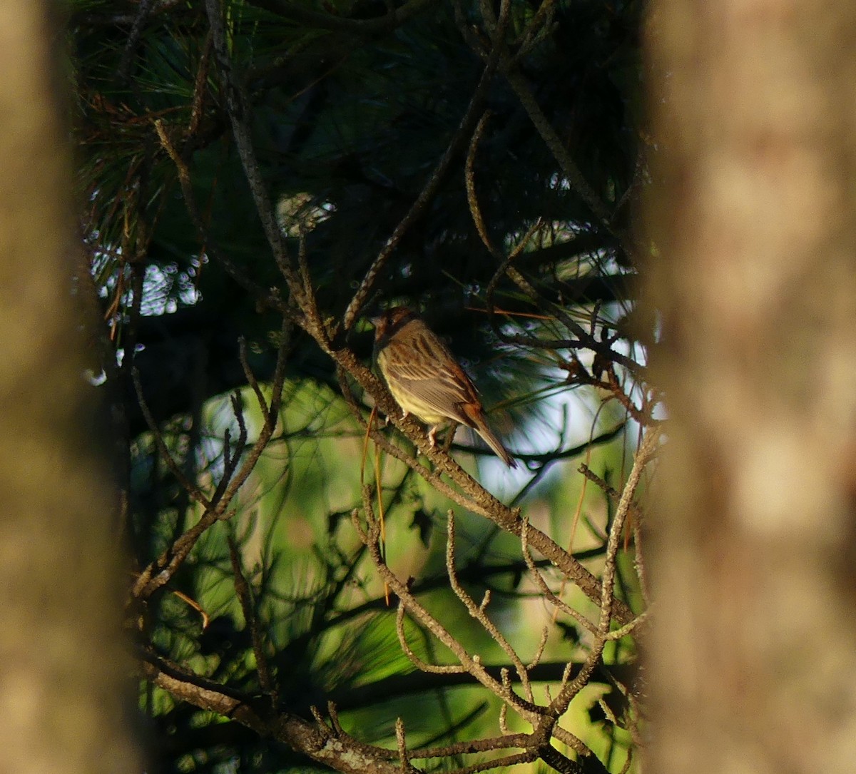 Chestnut Bunting - ML618882016