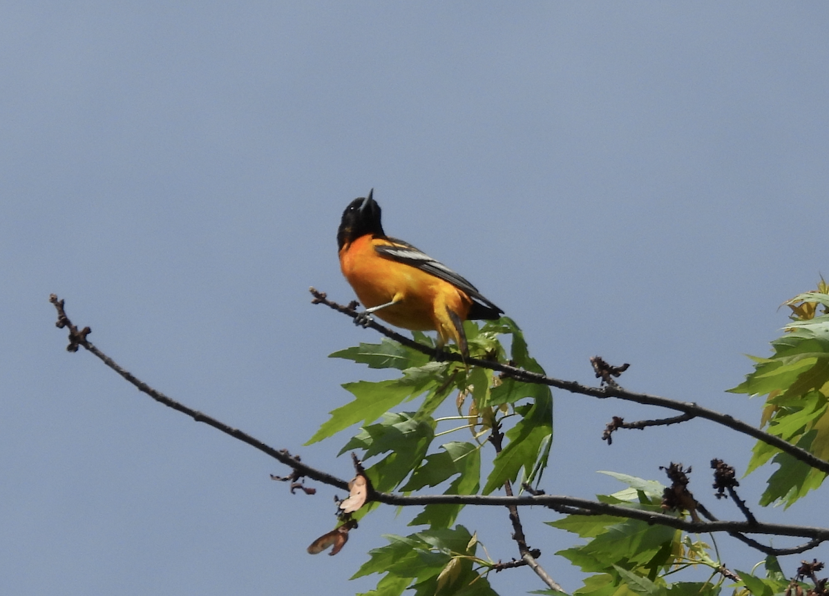 Baltimore Oriole - Julie Miller