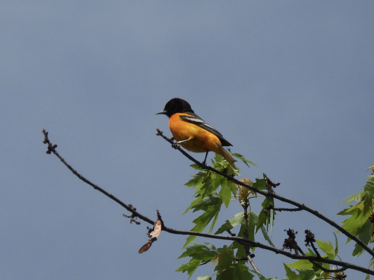 Baltimore Oriole - Julie Miller