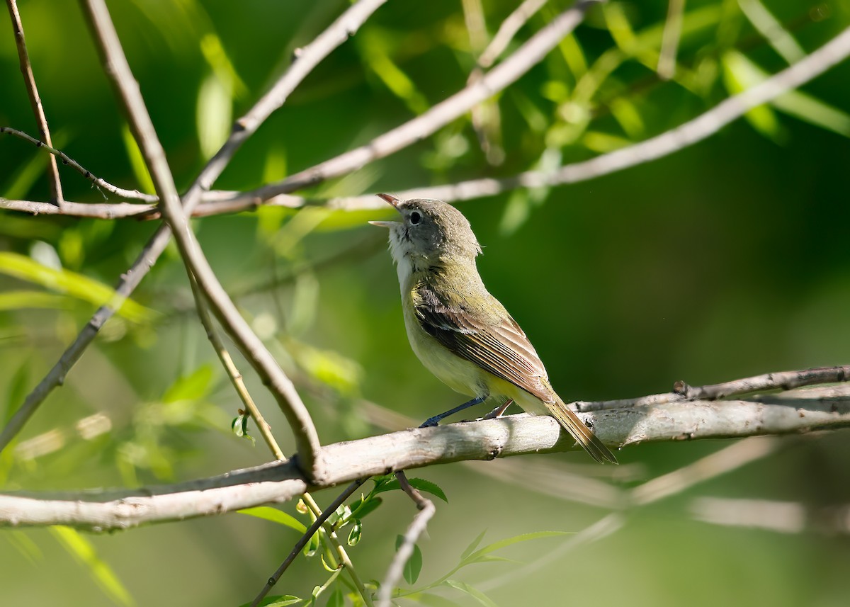 Bell's Vireo - Greg Scott