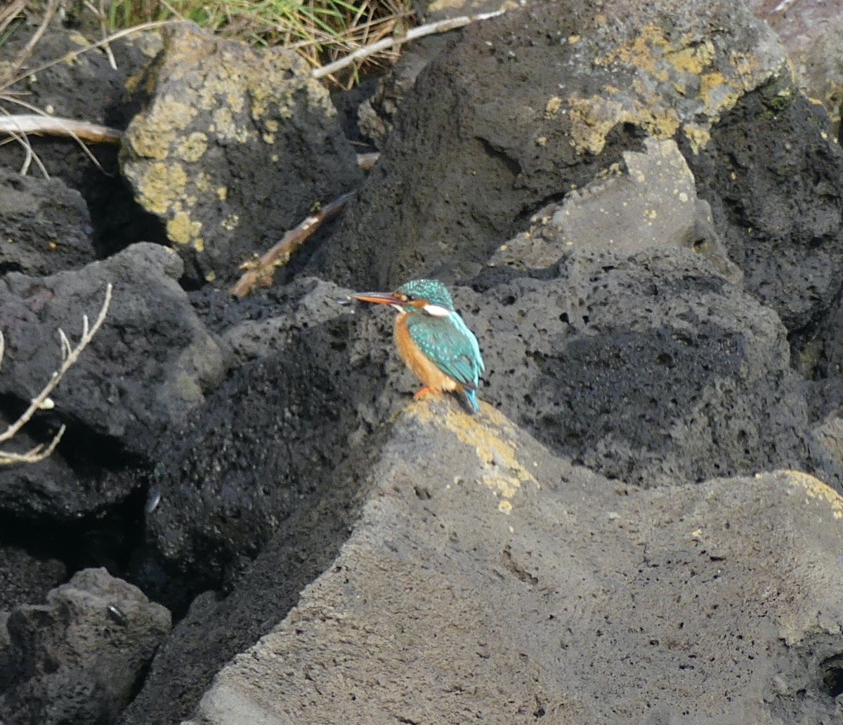 Common Kingfisher - Leslie Hurteau