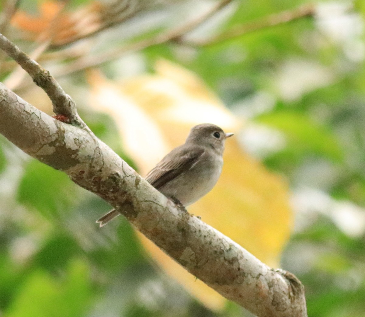 Asian Brown Flycatcher - ML618882037