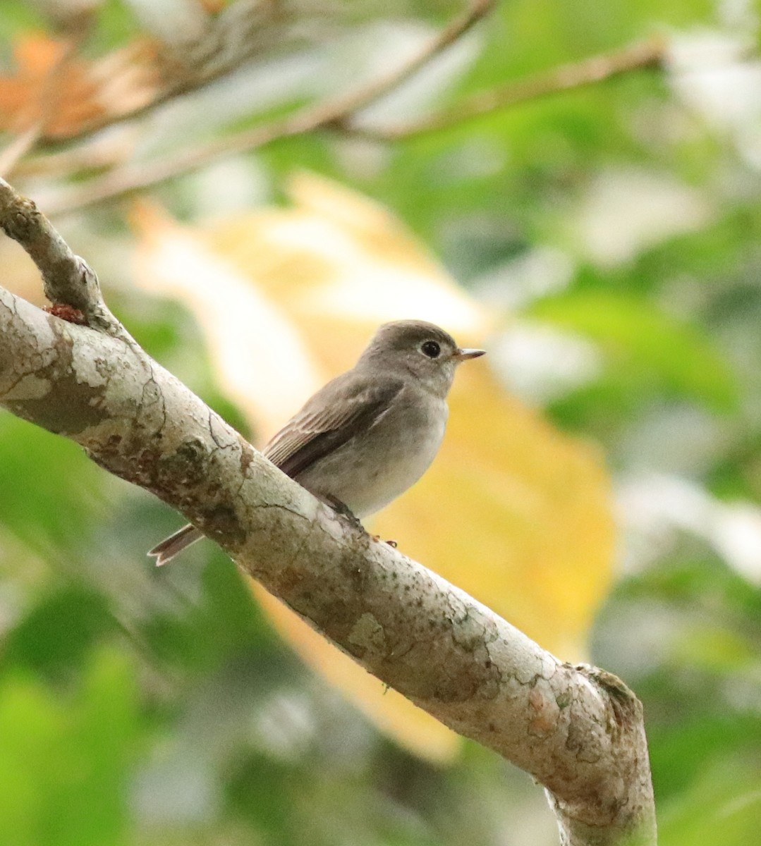 Asian Brown Flycatcher - Afsar Nayakkan