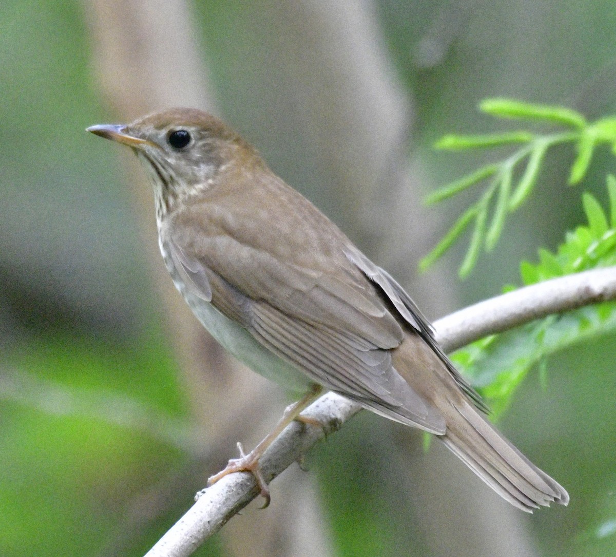 Gray-cheeked Thrush - Harrison Calvin