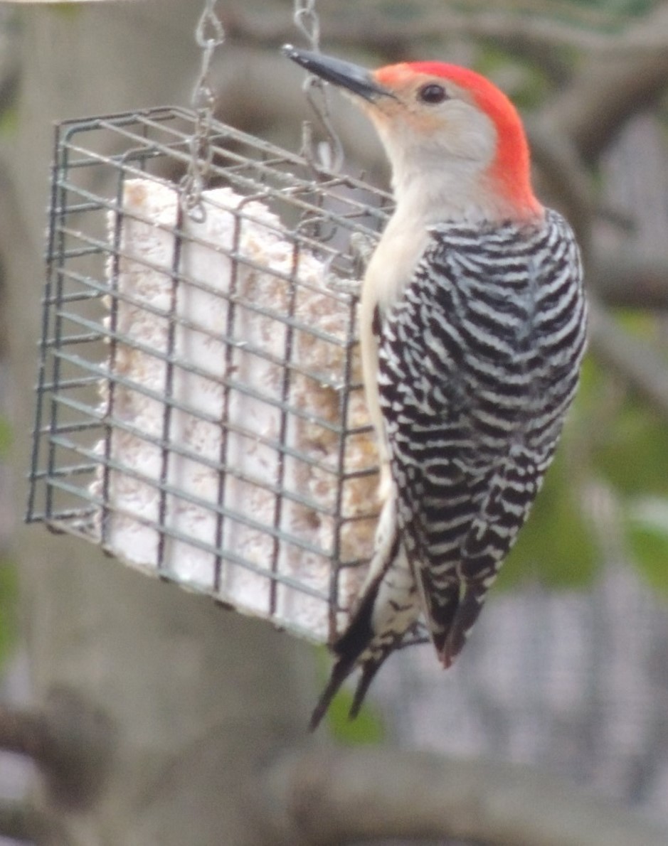 Red-bellied Woodpecker - ML618882048