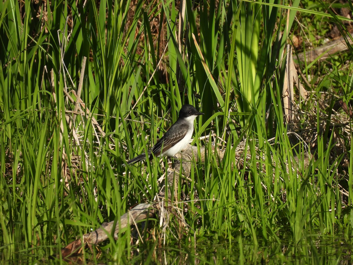 Eastern Kingbird - Denise Marie Sobieski