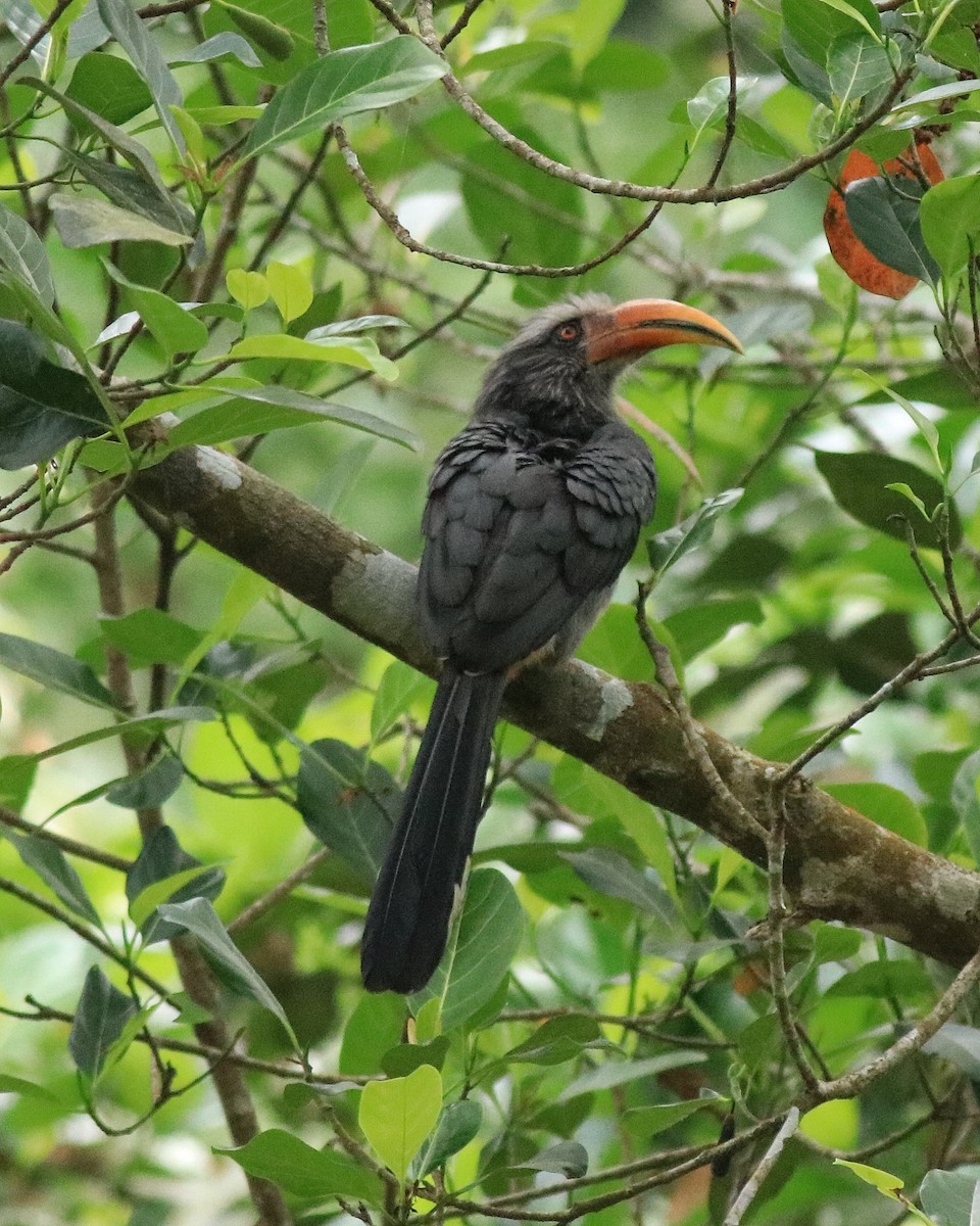 Malabar Gray Hornbill - Afsar Nayakkan