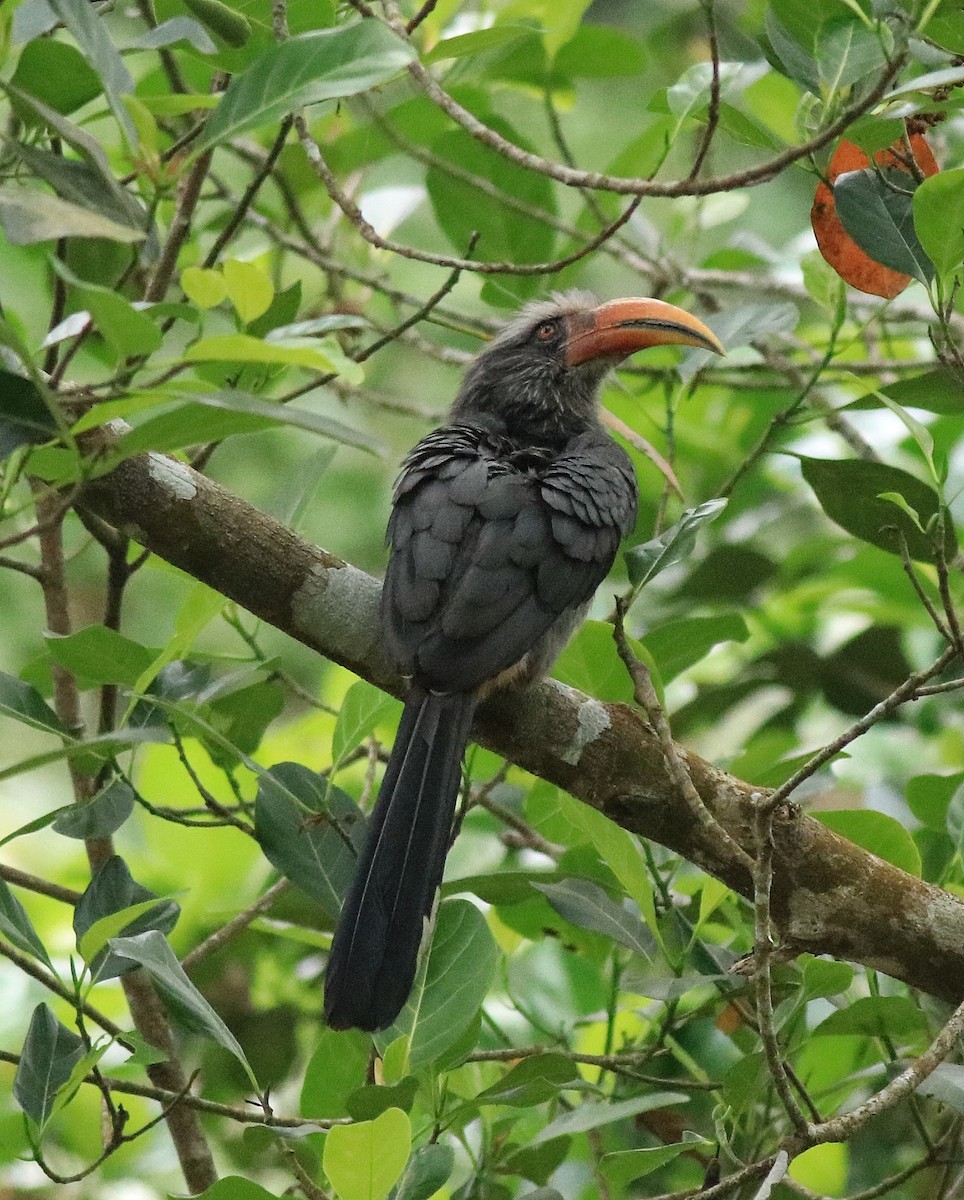 Malabar Gray Hornbill - Afsar Nayakkan