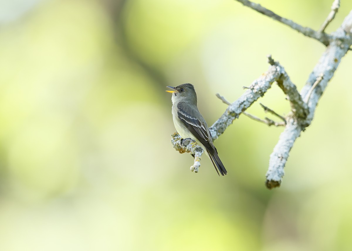 Eastern Wood-Pewee - ML618882076