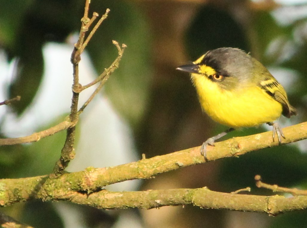 Gray-headed Tody-Flycatcher - ML618882082