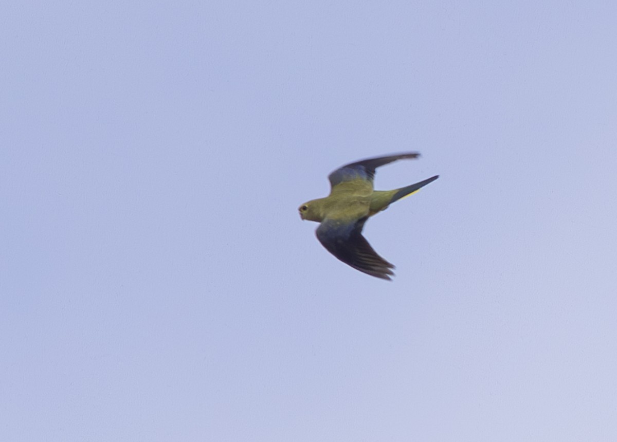 Blue-winged Parrot - Pedro Nicolau