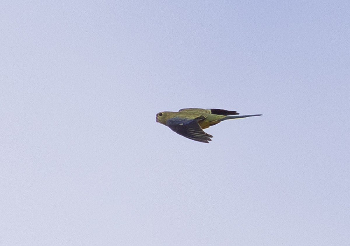 Blue-winged Parrot - Pedro Nicolau