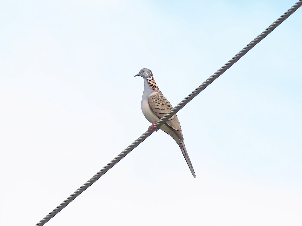 Bar-shouldered Dove - Susan McCarthy