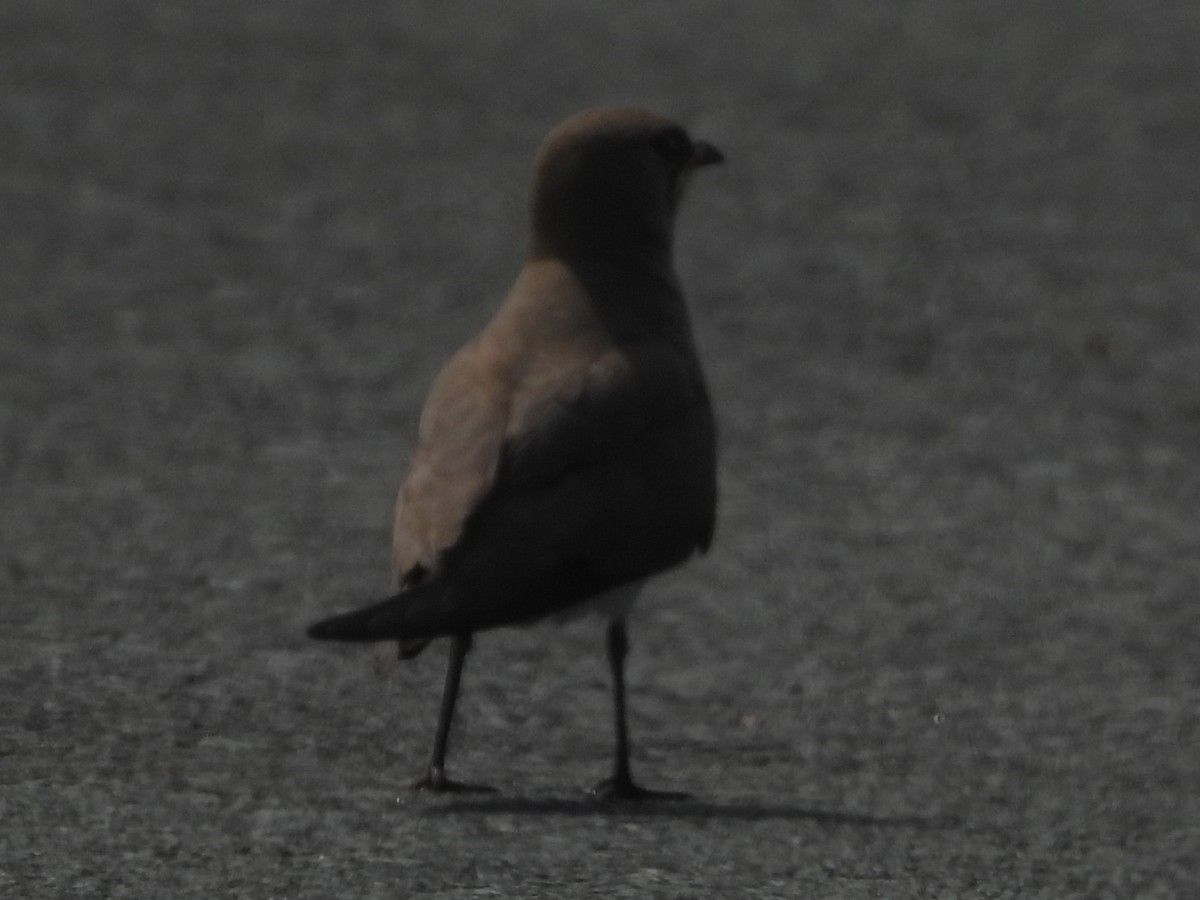 Oriental Pratincole - ML618882101