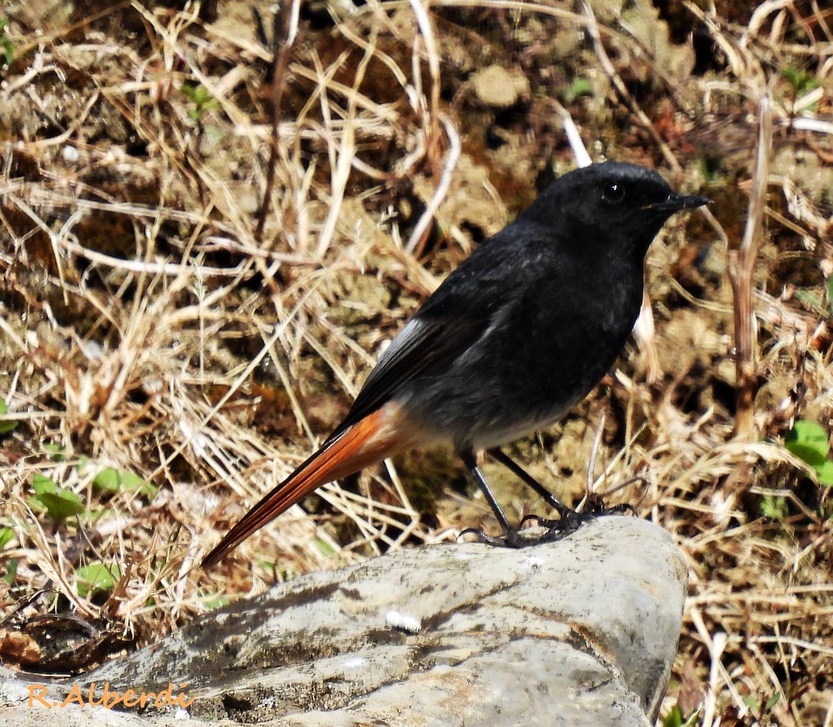 Black Redstart - Roberto Alberdi