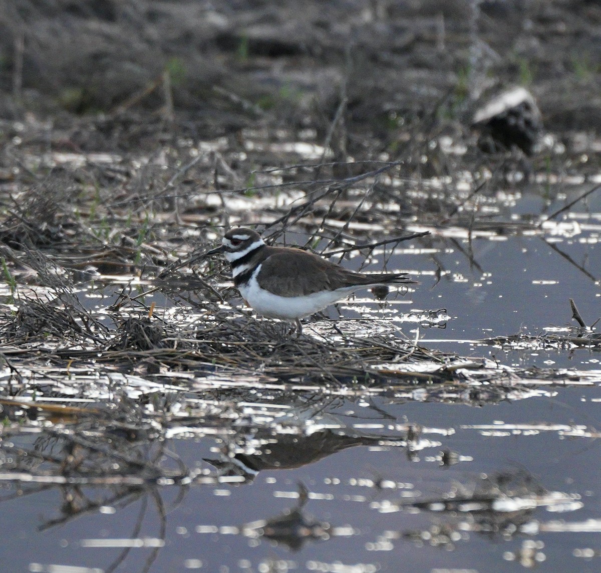 Killdeer - ML618882107