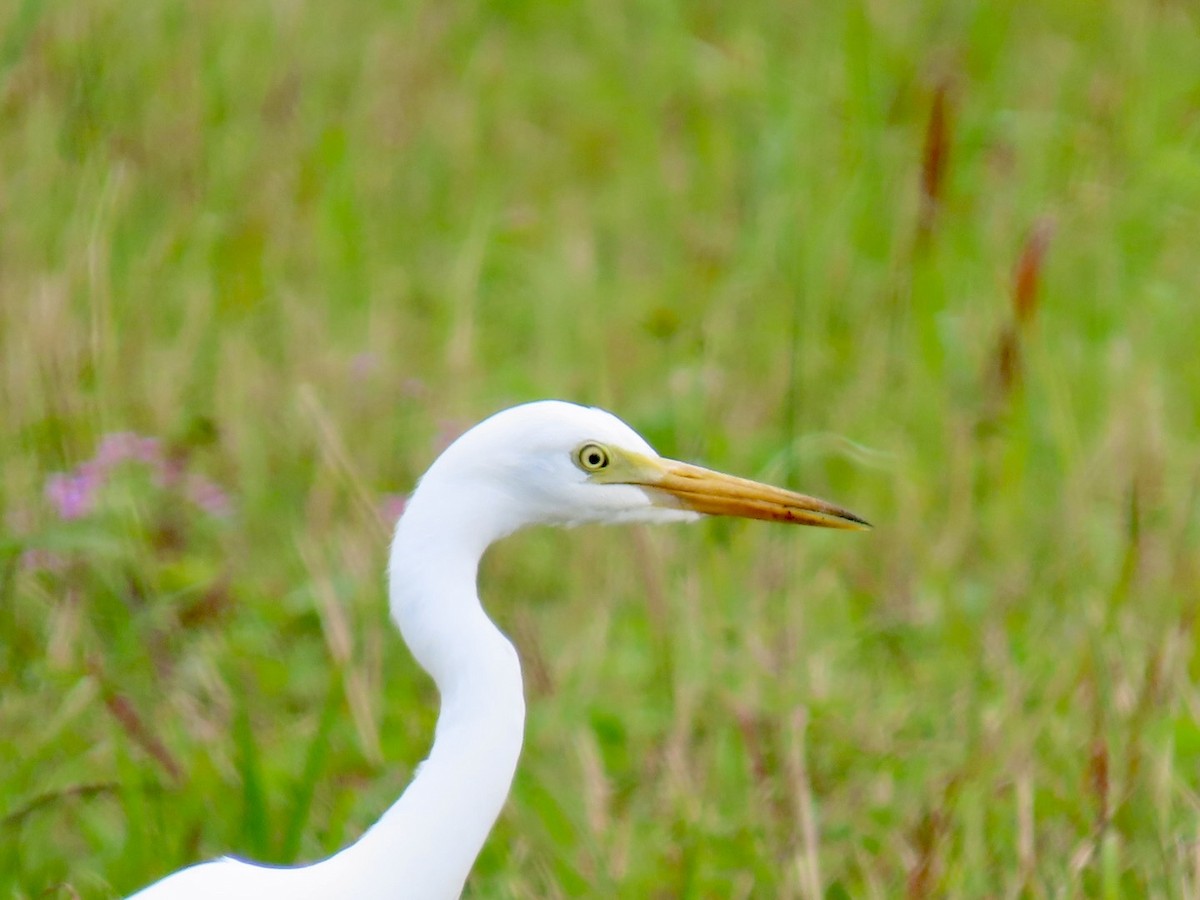 Great Egret - Susan McCarthy