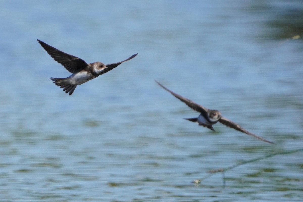 Bank Swallow - ML618882127