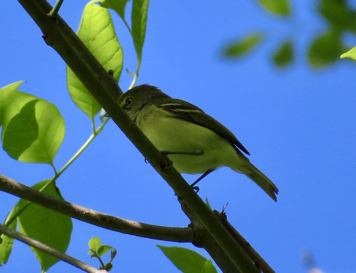 White-eyed Vireo - Stacey Valentine