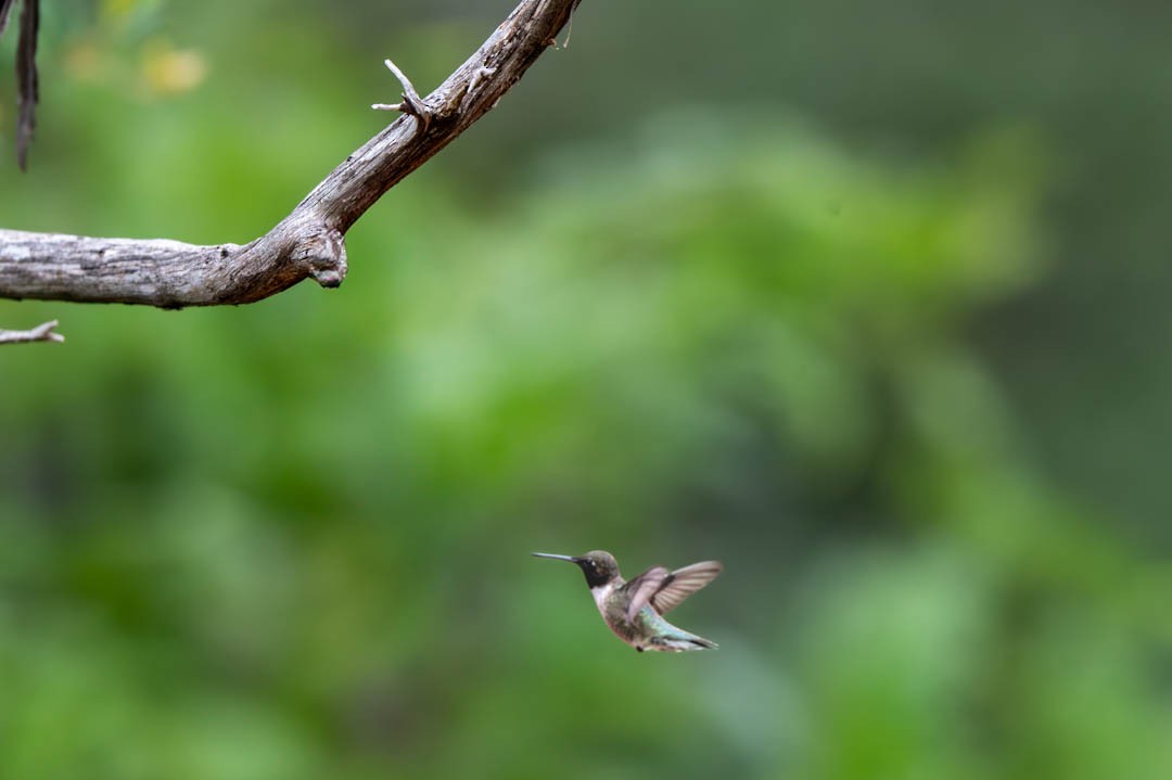 Black-chinned Hummingbird - ML618882177
