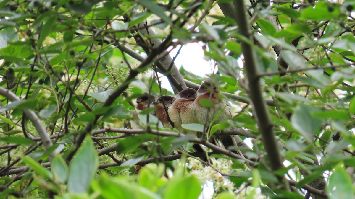 Silver-throated Tit - ML618882195