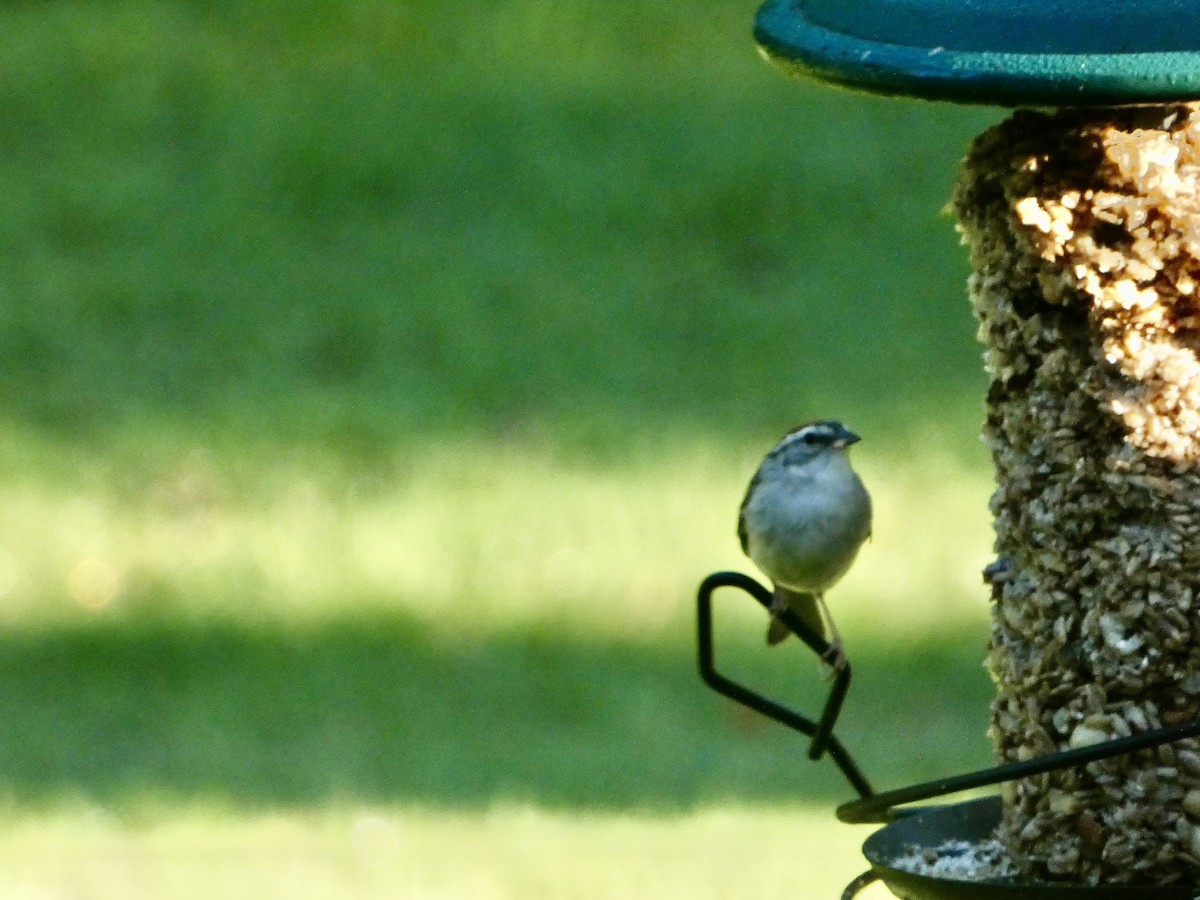 Chipping Sparrow - Cecelia Dumois