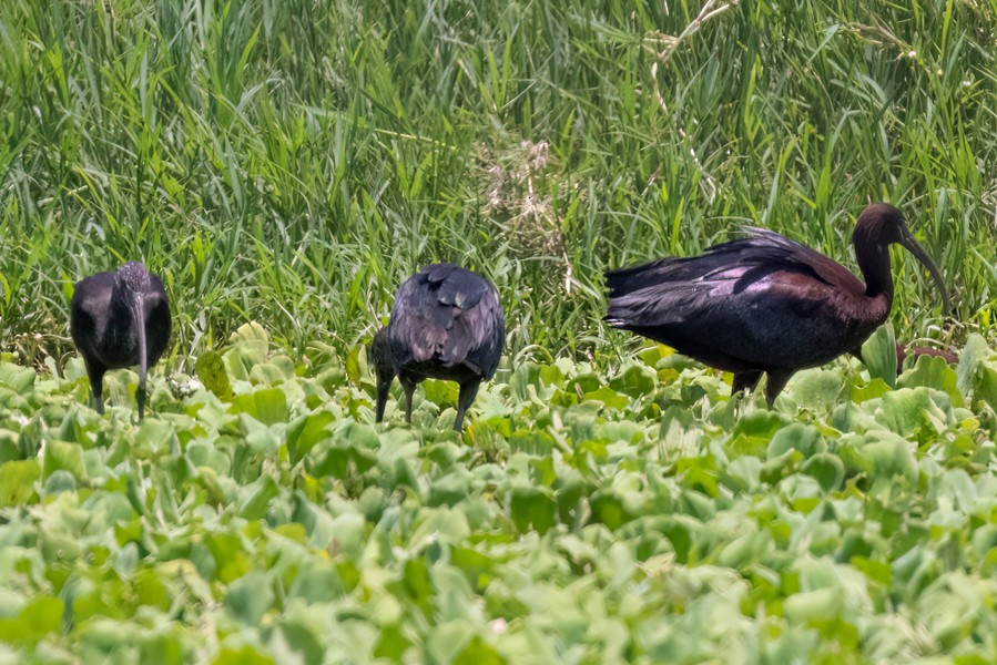 Glossy Ibis - ML618882200