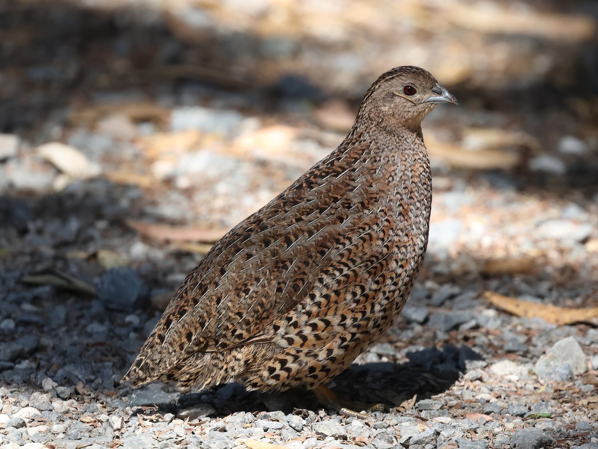 Brown Quail - Mark Newsome