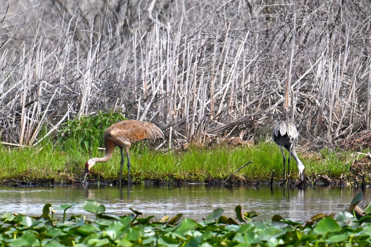 Sandhill Crane - John Kramer