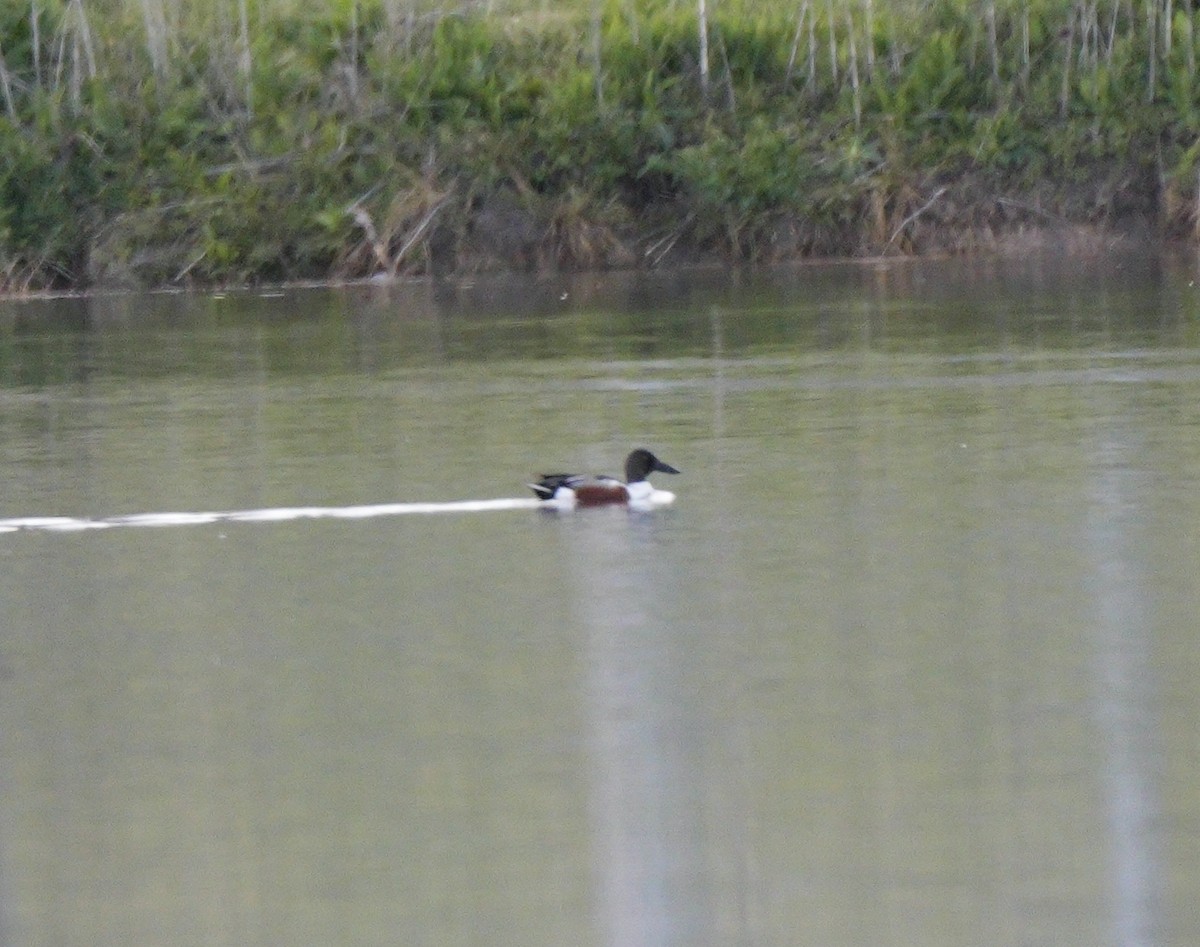 Northern Shoveler - Taylor Abbott