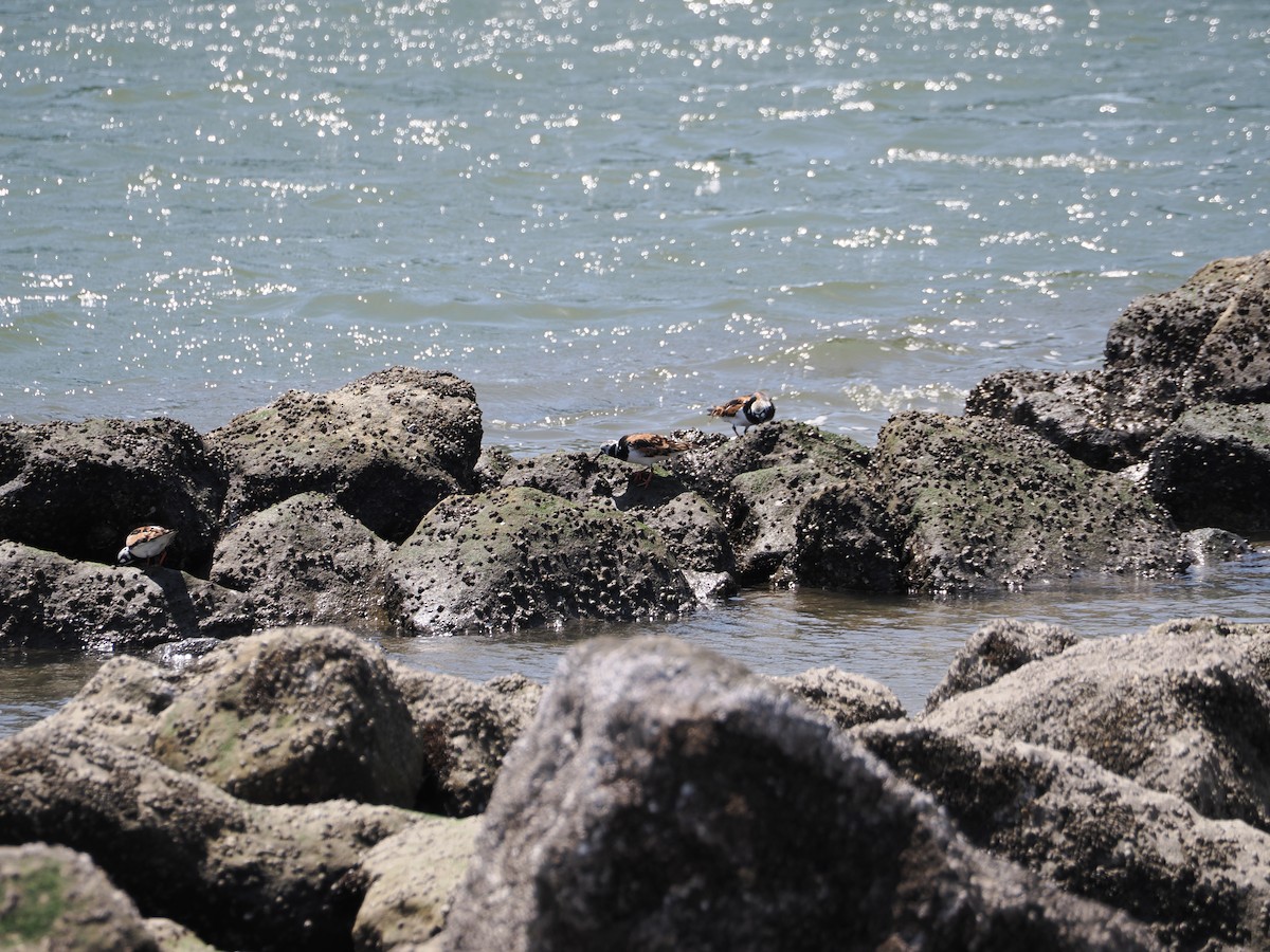 Ruddy Turnstone - ML618882221