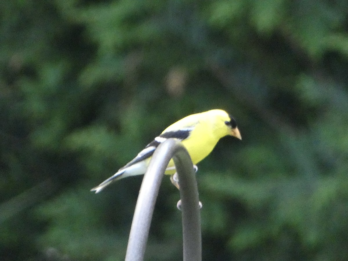 American Goldfinch - Cecelia Dumois