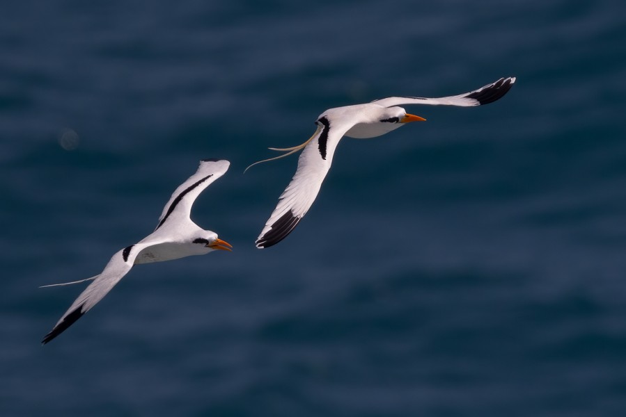 White-tailed Tropicbird - ML618882229