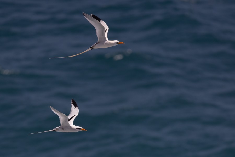 White-tailed Tropicbird - Greg Bodker