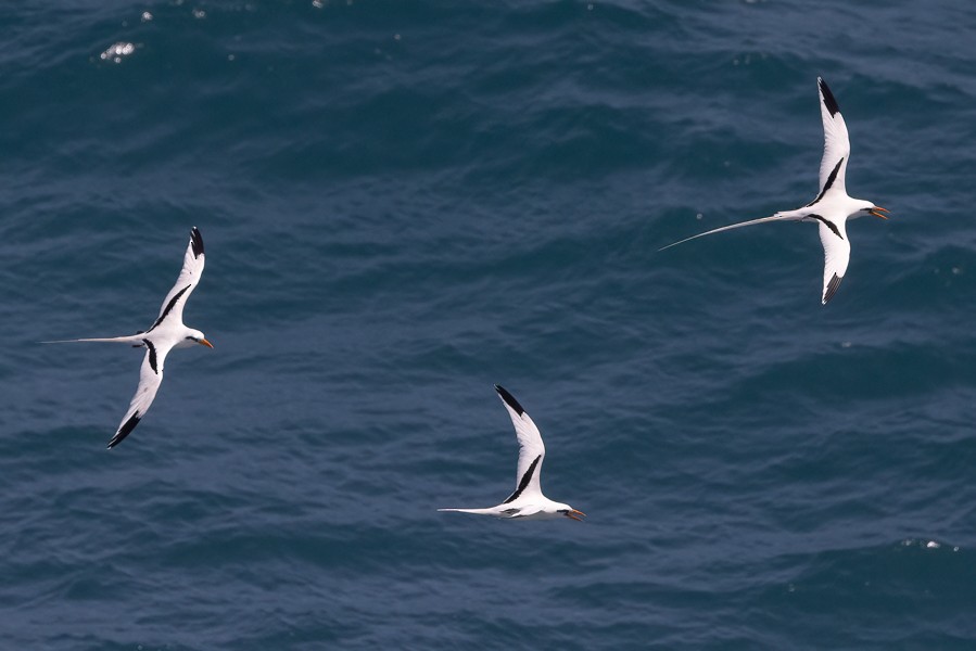 White-tailed Tropicbird - Greg Bodker