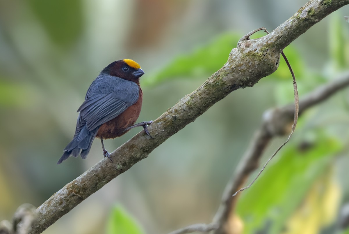 Plushcap - Lars Petersson | My World of Bird Photography