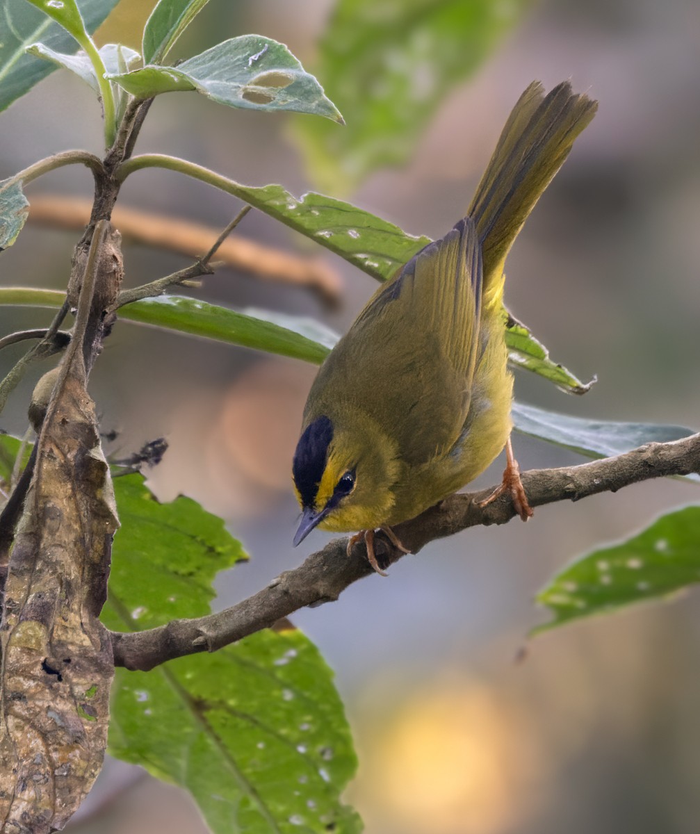 Black-crested Warbler - ML618882247