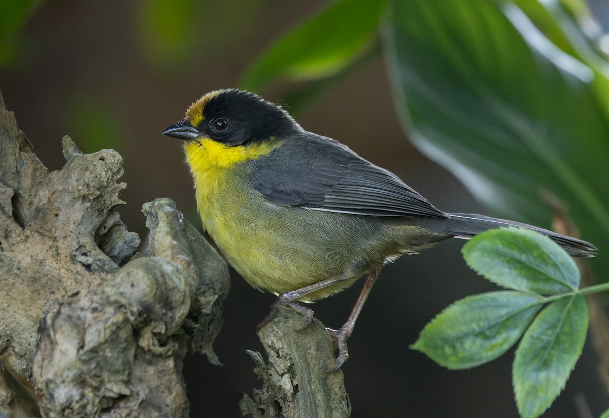 Pale-naped Brushfinch - ML618882249