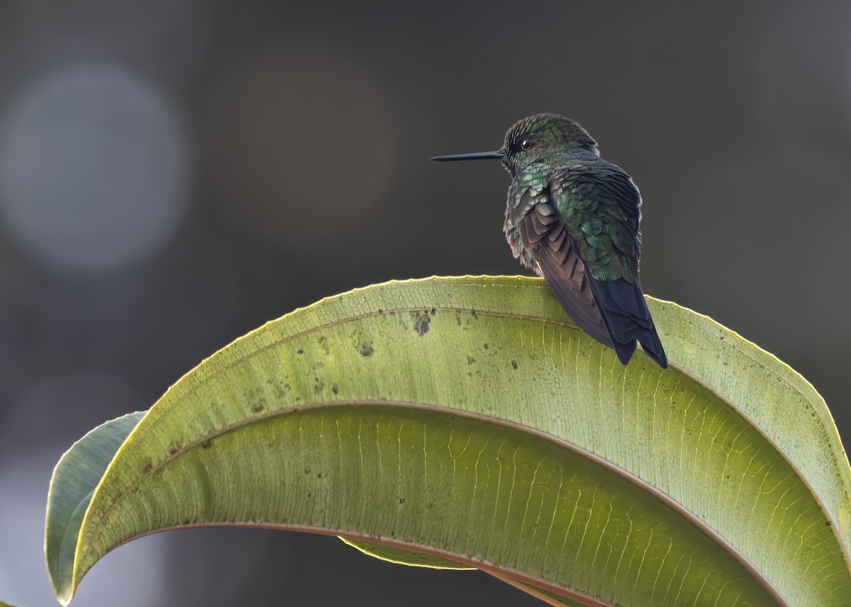 Glowing Puffleg - ML618882253