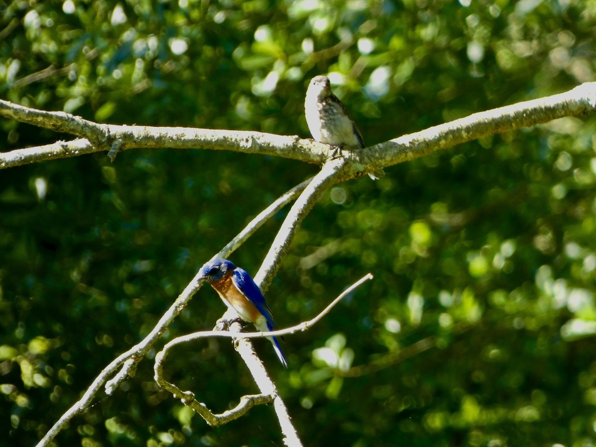 Eastern Bluebird - Cecelia Dumois