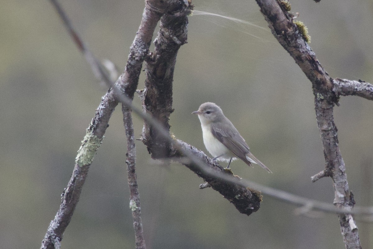 Warbling Vireo - Cindy Skidgel