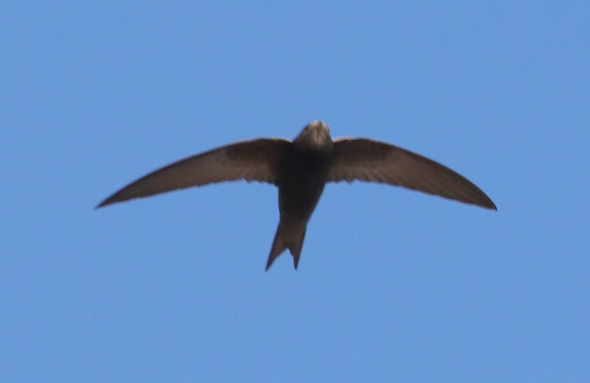 Common Swift - Edmund Bell