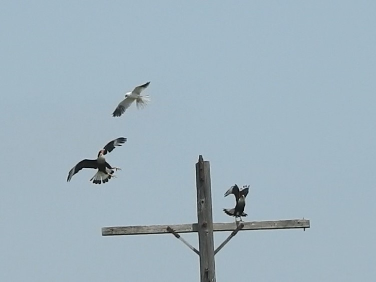 Crested Caracara - Anonymous