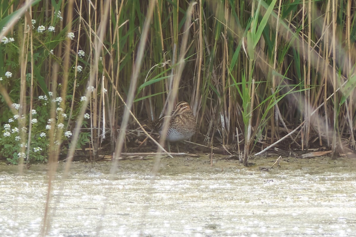 Common Snipe - Luis Manso