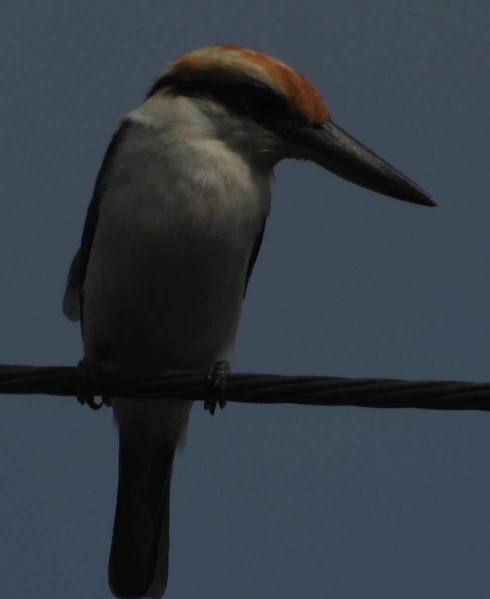 Palau Kingfisher - Milang Eberdong