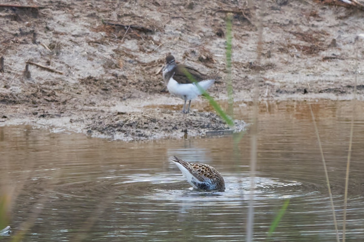 Common Sandpiper - Luis Manso