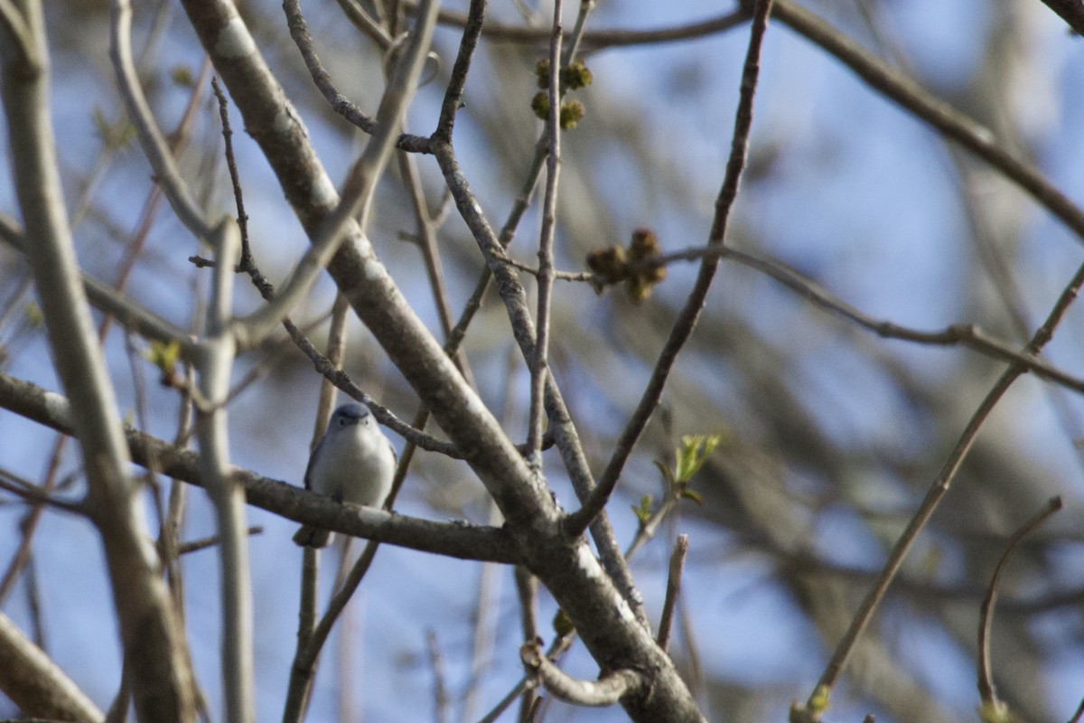 Blue-gray Gnatcatcher - Cindy Skidgel